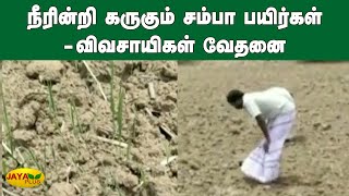 நீரின்றி கருகும் சம்பா பயிர்கள் - விவசாயிகள் வேதனை | Nagai | Samba Cultivation | Water Scarcity