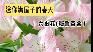 冬天家里插上一把六出花（秘鲁百合）送你满屋子的春天！