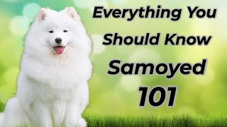 Samoyed 101: Is It Right For You?