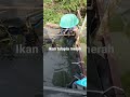 ternak kecil kecilan ikan talapia merah hingga beranak pinak..