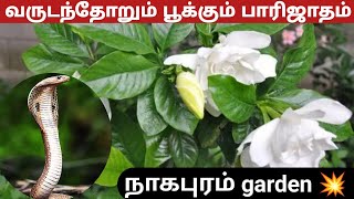 💕வருடந்தோறும் பூக்கும்🫧 பாரிஜாதம் பூ / 🌀நாகபுரம் garden update / ungalamma