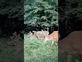 agancsfejlődékor. antler growing. gemencipillanatok wildlife_of_gemenc deer antlers cameratrap