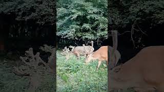 Agancsfejlődékor. Antler growing. #gemencipillanatok #wildlife_of_gemenc #deer #antlers #cameratrap