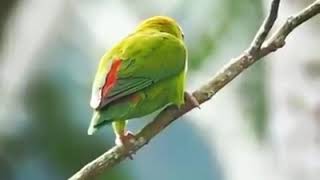 Ceylon Hanging parrot