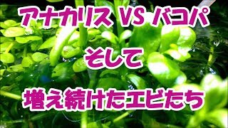 【ミナミヌマエビ飼育：11号室（旧9号室）エビ水槽立ち上げから1年～おっちゃんの小言とツマツマ】Freshwater shrimp