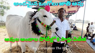 5 సార్లు అందాల పోటీల విజేత ఈ ఒంగోలు ఆవు  # ongole cow's