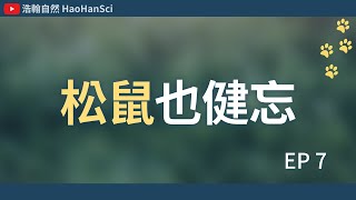 浩翰自然｜松鼠其實是隱藏版種樹小達人？看似裝飾用的尾巴實際上用途多多！！松鼠啃食樹皮會導致森林危機？？【動物行為學 EP7】