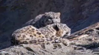Cute mother and Cub Snow Leopard Behaviour | Snow Leopard: Beyond the Myth | BBC Studios