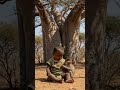 cute baby monkey with african baby cute love baby monkey africanfolktale