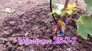 สูตรปุ๋ยองุ่น หลังปลูก 15 วัน EP.1 (เริ่มปลูก 27 ส.ค.67 )