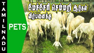 மேச்சேரி செம்மறி ஆடுகள் விற்பனைக்கு || Mecheri semmari aadugal virpanaikku || Tamilnadu Pets | Tamil