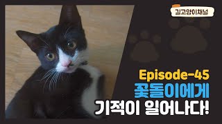 [에피소드 - 45] 다리를 다쳤던 고양이에게 기적이 일어났습니다!