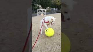 玉乗りではありません😇😆🐕🐾⚽️ #柴犬の日常 #dog #犬 #かわいい #おもしろ #サッカー #short