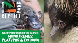 MEET THE MONOTREMES: - PLATYPUS \u0026 ECHIDNA (LIVE FOOTAGE) | AUSTRALIAN REPTILE PARK