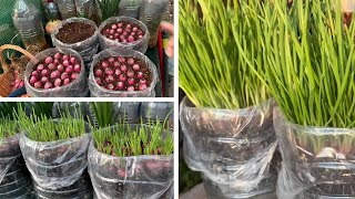 Growing Green Onion/Spring Onion From Onion In Recycled Plastic Bottle