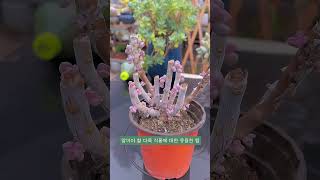 알아야 할 다육 식물에 대한 유용한 팁 | 多肉植物| 다육이들 | Suculentas