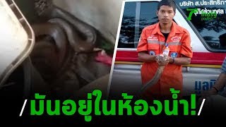 ตะลึง พญางูจงอางเข้าบ้านไปอยู่ในห้องน้ำ | Thairath Online