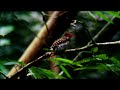 banded kingfisher