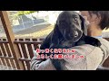 【ラブラドールレトリバー】 子犬 生態 〜あるあるなイタズラ編〜 ブラックデビル？ ブラックエンジェル？