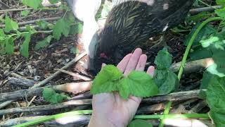 Growing Lemon Balm: a well-behaved, chicken- and deer- resistant herb