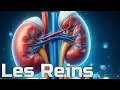 Kidneys and their functions