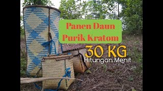 Panen Daun Kratom Purik  30 KG dalam hitungan menit