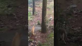 താൻ തന്റെ പണി നോക്കി പോടോ 😁😁😁#funnycats #cat #shortvideo #shortsfeed #shortsviral