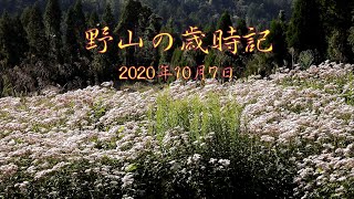 野山の歳時記　アサギマダラ舞う水尾と越畑のフジバカマ畑　2020年10月7日  -4K-