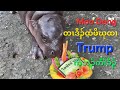 Moo Deng ဃုထၢ Trump လၢကဲဘၣ်ကီၢ်ခိၣ် 5/11/2024