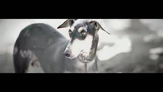 kanni dogs mass whatsapp status