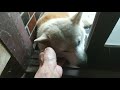 玄関開けたら柴犬が！？ shiba inu