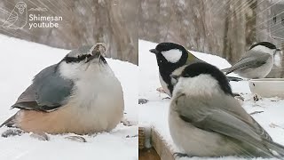 【最強寒波の朝】野鳥さんたちの足、みなどこかに行ってしまう・・（2023/01/25)