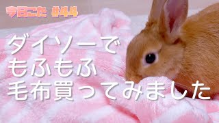 今日こた #44 「ダイソーで買える！うさぎのお気に入りブランケット」子うさぎの日常🐰 #vlog