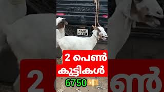 2 പെൺ ആട് കുട്ടികൾ  വില്പനക്ക് 6750 for sale goat