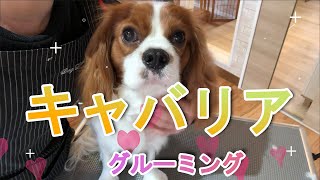 キャバリアちゃんのグルーミング【トリミングサロン】