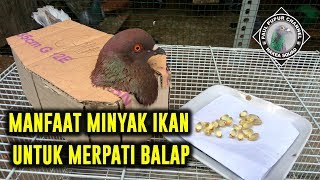 Manfaat Prebiotik Em4 Untuk Merpati Balap Beserta Cara Penggunaannya