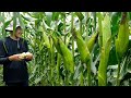 Jagung manis Madu 59 F1dari PT Advanta Seeds Indonesia Tahan Bulai Produksi Tinggi daya simpan bagus