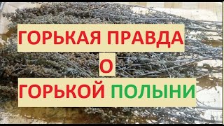 Горькая правда о горькой полыни