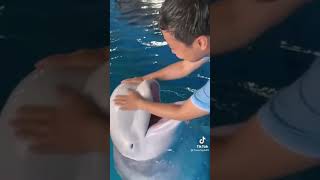 dolphin💞海豚｜Dolphin Cute｜網友：「我也想戳」、「原來海豚有眼皮」、「懷疑豚生OS：別搓啦！很癢又痛，我的額頭可貴呢😂」｜好可愛｜感覺很Q彈｜抖音熱門｜TikTok｜【龍仔TV】