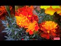 6 reasons why your marigold flower plants are not blooming