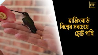 হামিংবার্ড l Hummingbird l বিশ্বের সবচেয়ে ছোট পাখি l The Smallest Bird In The World l Ki l What