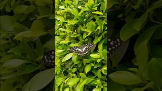 #Beautiful #butterfly in the #afternoon of #Cyprus #autumn