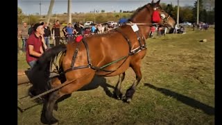 ПРИКАРПАТСЬКІ КІННІ ЗМАГАННЯ с.ПЕЧЕНІЖИН 2019 ч.3