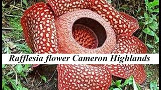 Malaysia-Cameron Highlands( Rafflesia flowers) Part 4