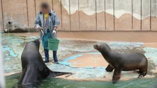 2018年5月20日 釧路市動物園 オタリアのパクパクタイム