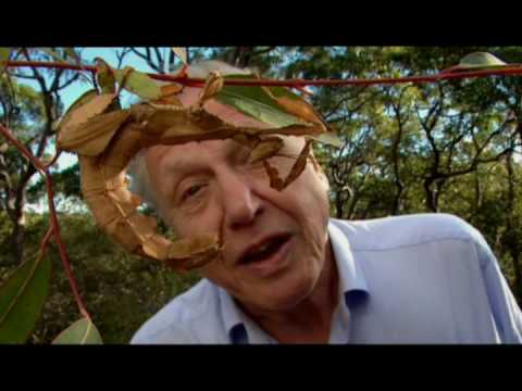 The Stick Insect The Stick Insect