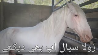 zully sial wala nukra bredar horse in tm stud farm lahore zully histare