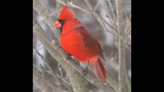 BEAUTIFUL BIRDS সুন্দর পাখি -JustImages