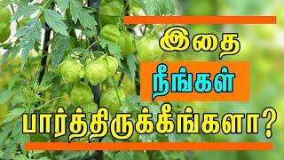 நடக்க முடியாதவர்களையும் நடக்கவைக்கும் மூலிகை இது!! | mudakathan keerai recipes | Tamil nalam