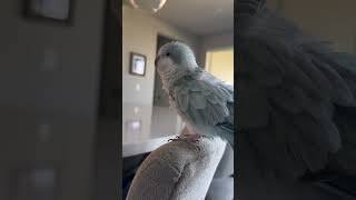 I filmed this last week before Auggie plucked some of her new feathers #parrot #bird #rescue #quaker